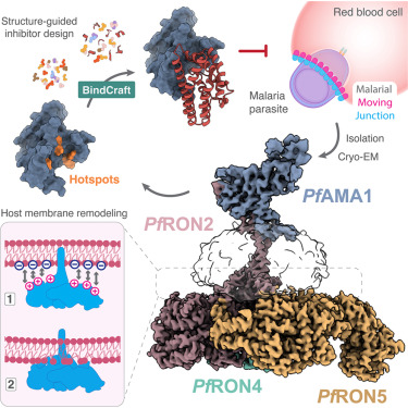 Structural basis for host membrane binding and remodeling by invading malaria parasites