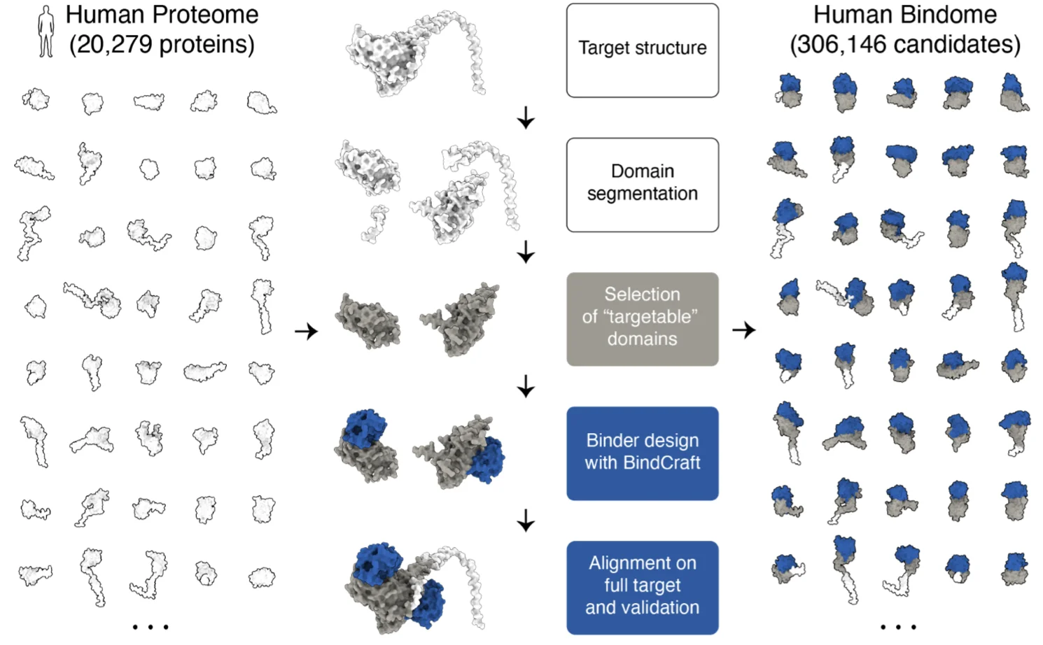 The Human Bindome: A Proteome-scale Atlas of Designed Binder Candidates