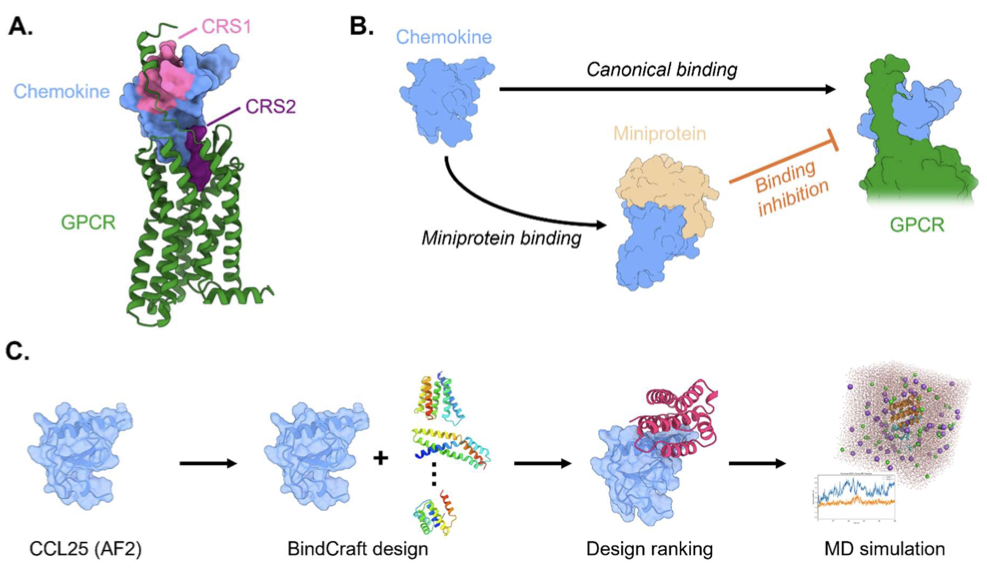Selective suppression and biasing of chemokine receptors CCR9 and ACKR4 through targeting CCL25 with de novo miniproteins