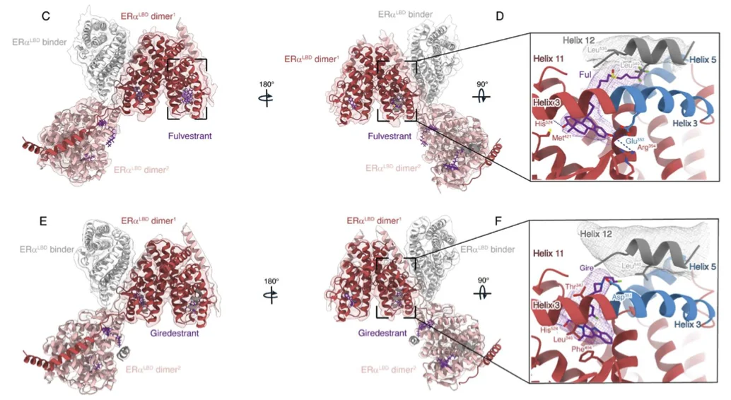 Induced Estrogen Receptor SUMOylation drives SERD activity