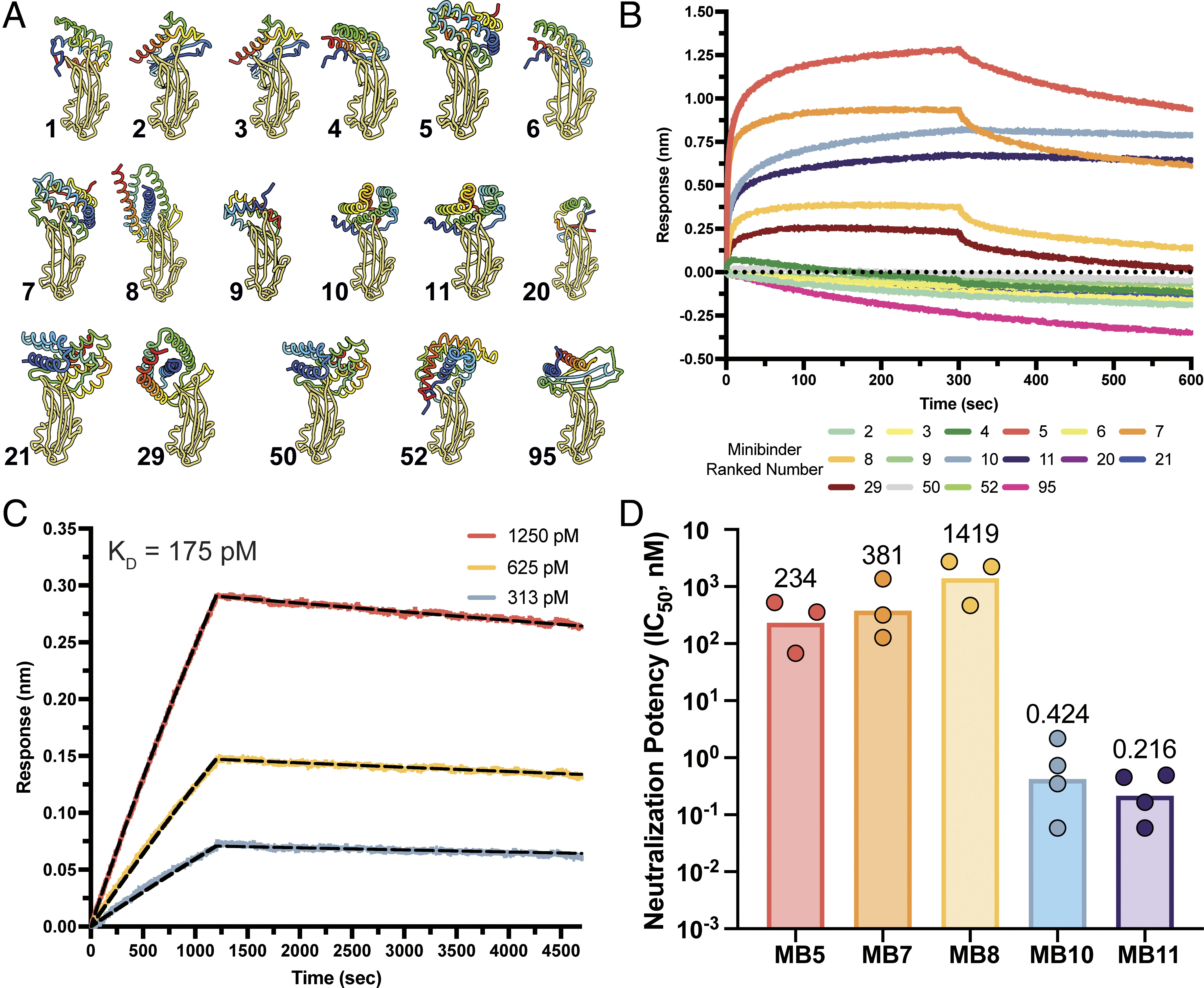 Computational design of an ultrapotent deltacoronavirus miniprotein inhibitor