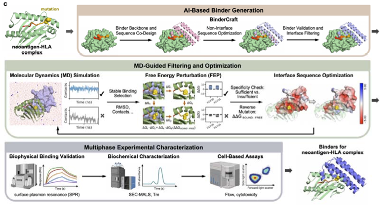 Design of TCR-mimicking binders for pHLA with high potency