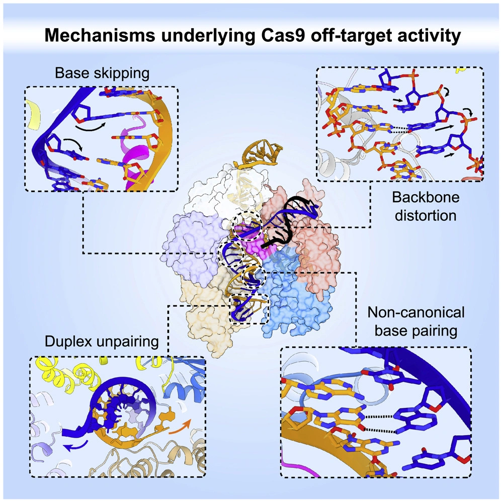 Structural basis of SpCas9 off-target tolerance