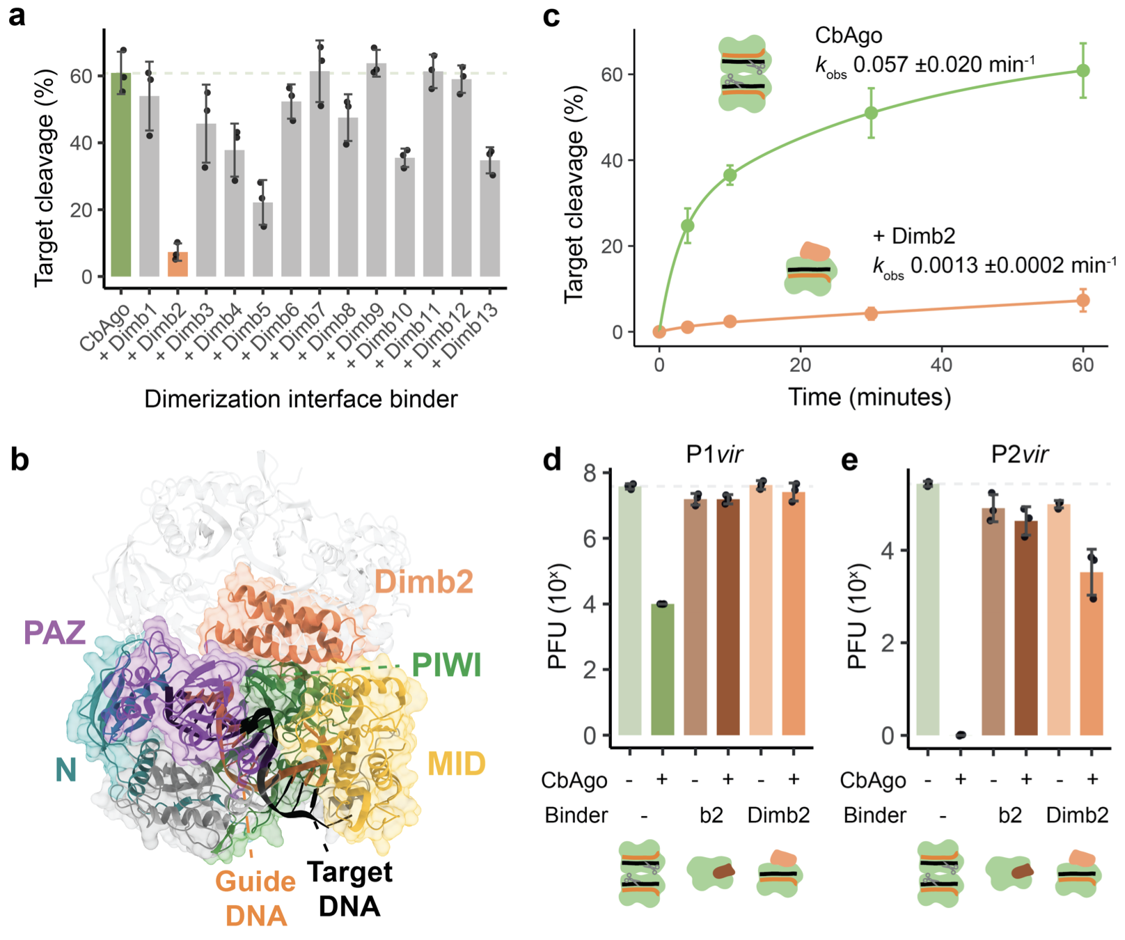 Target DNA binding-induced dimerization is required for long-A prokaryotic Argonaute-mediated immunity
