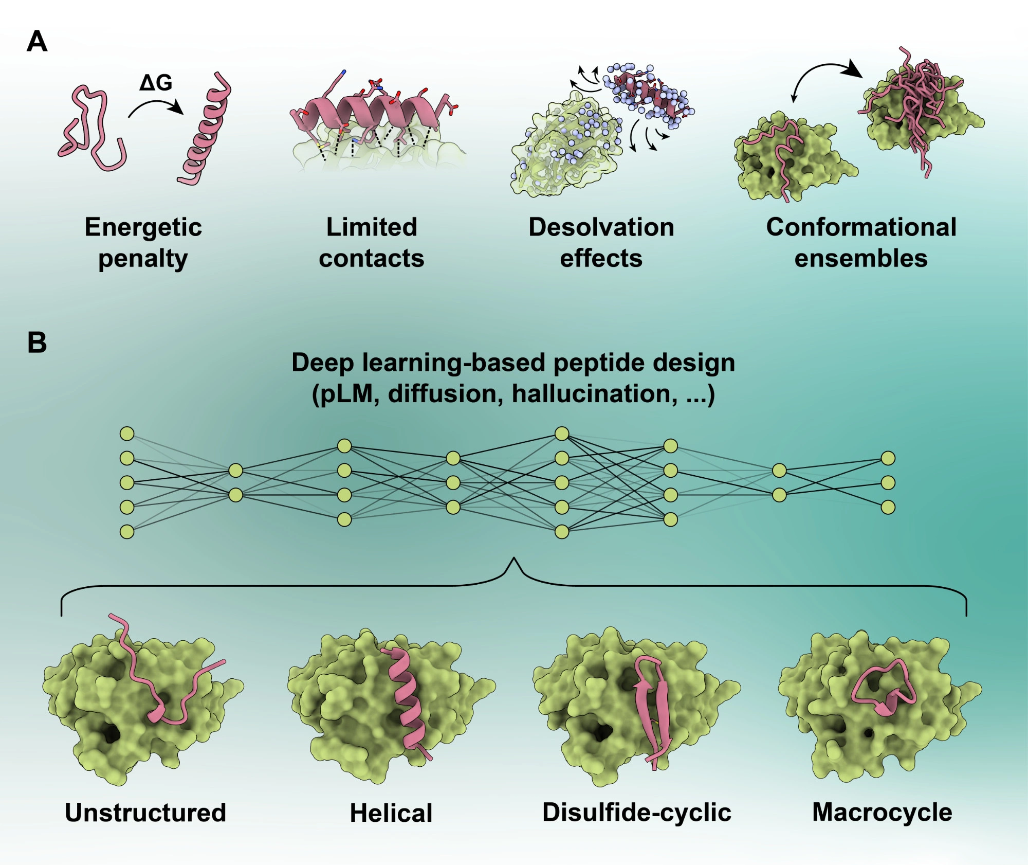 Deep Learning-based Design of Peptide Binders