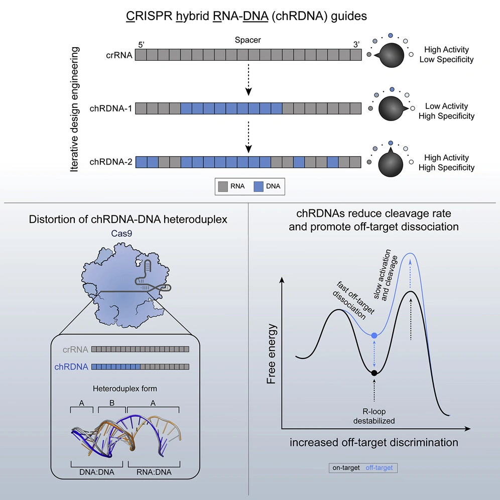 Conformational control of Cas9 by CRISPR hybrid RNA-DNA guides mitigates off-target activity in T cells