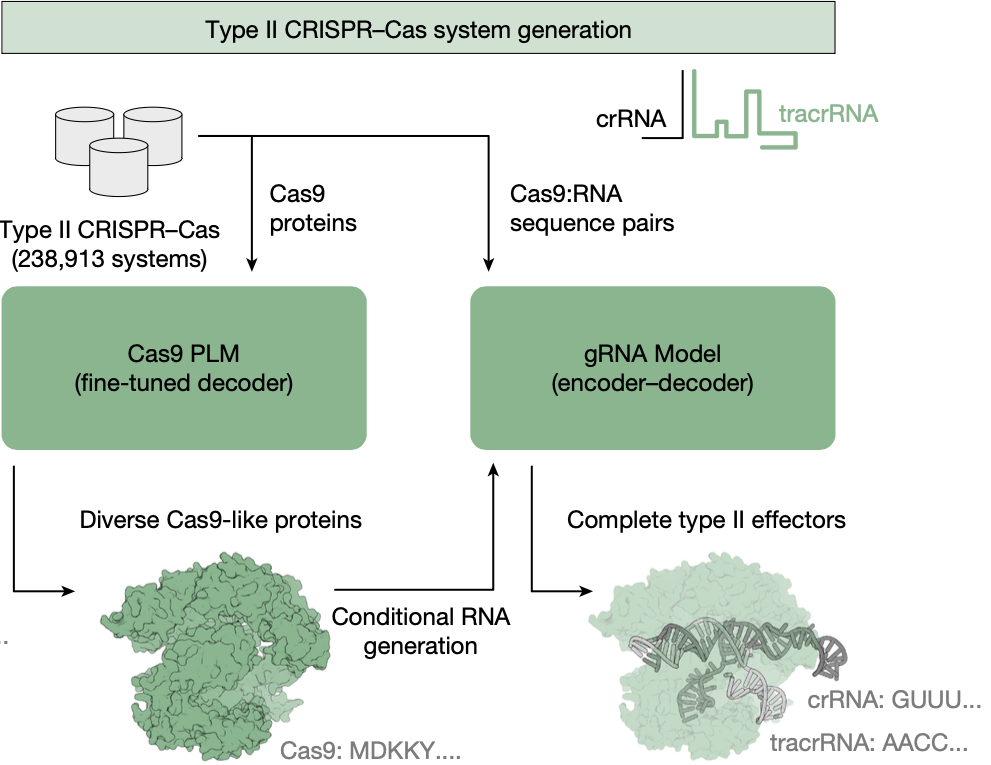 Design of highly functional genome editors by modelling CRISPR–Cas sequences